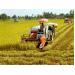 Trời nắng vàng, nông dân miền Trung hào hứng thu hoạch lúa