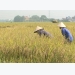 Mô hình trồng lúa VietGAP trên mảnh đất quan họ