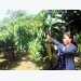 Thoát nghèo nhờ trồng xoài Đài Loan