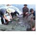 Sản Lượng Thủy Sản Thanh Hóa Ở Miền Núi Giai Đoạn 2011 - 2014 Tăng 6,6%