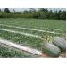 Mô hình trồng dưa hấu theo hướng hữu cơ sinh học tại Tân Trụ