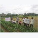 Kết quả thực nghiệm các giống bắp mới tại huyện Châu Thành, tỉnh Trà Vinh