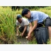Nuôi cá Chép ruộng – hướng đi hiệu quả trong phát triển nông nghiệp ở Hoàng Su Phì