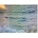 Cá lạ nặng khoảng 1 tấn xuất hiện tại biển Tuy Hòa