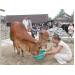 Ngân hàng bò ở Quỳnh Lưu