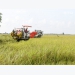 Góc nhìn của nông dân sản xuất lúa đặc sản