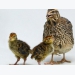 Brain research to test embryonic stress, hunger in poultry