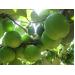 Không có việc táo xanh Ninh Thuận giá chỉ 1.000 đồng mỗi kg