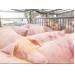 Trong 3h đồng hồ có 14 xe lợn béo được xuất sang Trung Quốc