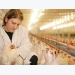 Poultry, egg conference covers animal welfare, sustainability trends