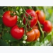 Tình hình sản xuất và giá cả mặt hàng cà chua trên thị trường thế giới