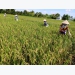 Phòng trừ cỏ dại trên ruộng lúa gieo sạ vụ đông xuân 2021 - 2022