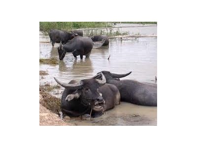 Bệnh Sán Lá Gan Trâu, Bò