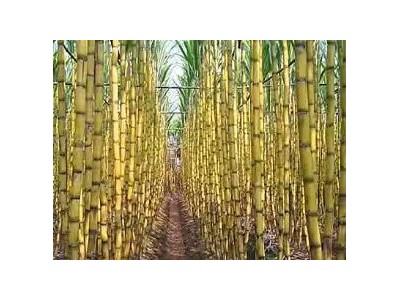 Kỹ Thuật Trồng Và Chăm Sóc Cây Mía