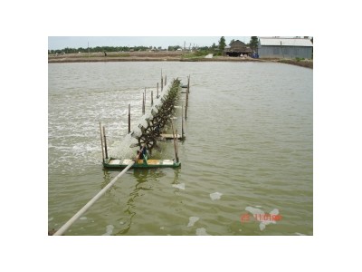 Kỹ Thuật Nuôi Tôm Sú (Phần 1)