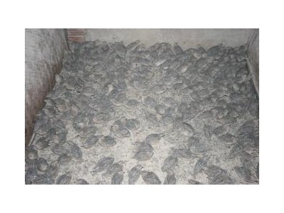 Kỹ Thuật Nuôi Chim Cút Con