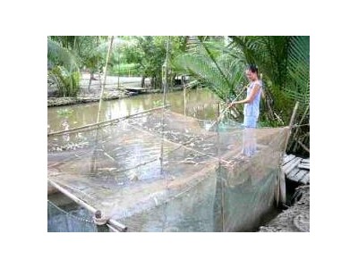 Nuôi Cá Trê Lai Trong Hồ Lót Bạt