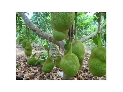 Kỹ Thuật Trồng Mít Cho Năng Suất Cao