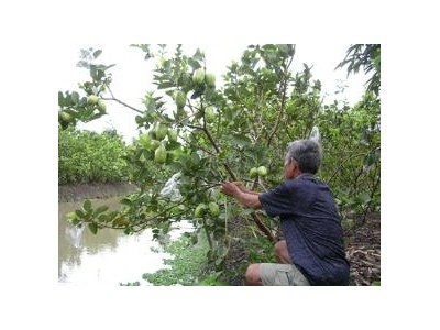 Kỹ Thuật Trồng Ổi Không Hạt