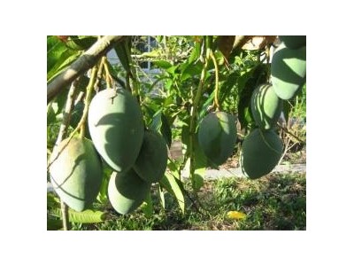 Kỹ Thuật Trồng Xoài Cho Ra Trái Nghịch Mùa