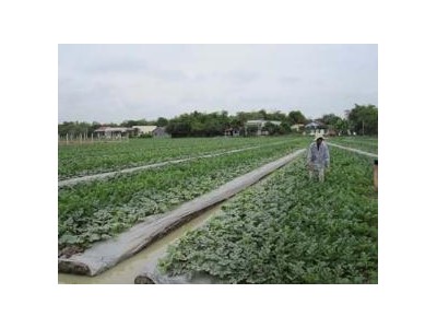 Kỹ Thuật Trồng Và Chăm Sóc Dưa Hấu