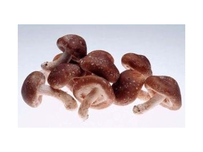 Kỹ Thuật Trồng Nấm Hương