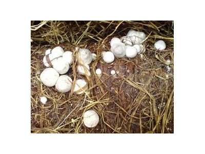 Phương Pháp Làm Meo Giống Nấm Rơm