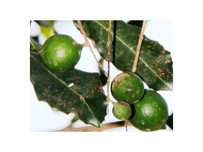 Trồng Cây Mắc Ca