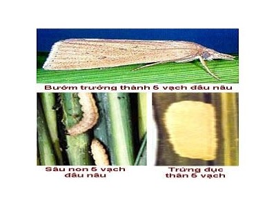Sâu Đục Thân 5 Vạch Đầu Nâu