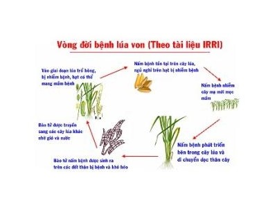 Cách Phòng Trị Bệnh Lúa Von