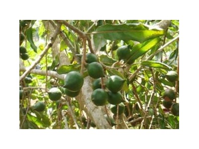 Làm Giàu Từ Cây Mắc Ca