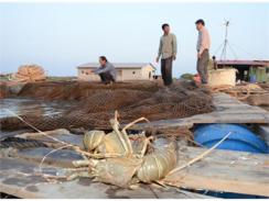 Xã Long Sơn (TP. Vũng Tàu) Đến Lượt Tôm Chết!