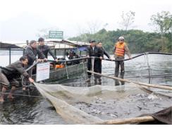 Tuyên Quang Tổng Kết Mô Hình Nuôi Cá Tầm