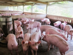 Giá thịt lợn thế giới tuần qua tăng mạnh