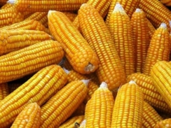 Thị trường nguyên liệu - Ngô, đậu tương tăng giá phiên đầu năm 2021