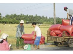 Ngày Đầu Thu Mua Lúa, Gạo Tạm Trữ - Giá Lúa Nhích Dần Lên