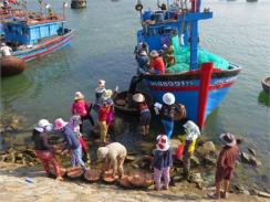 Giáp Tết, Ngư Dân Đức Phổ (Quảng Ngãi) Đánh Bắt Gần Bờ Trúng Đậm Ruốc Và Cá Cơm