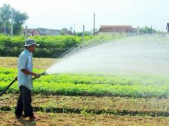 Thành công nhờ liều mình thuê đất trồng rau VietGAP