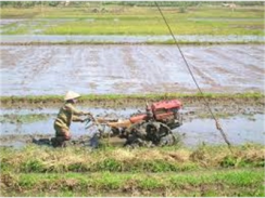 Hơn 430ha Lúa Chủ Động Tưới Sẽ Bị Khô Hạn Vào Cuối Vụ Đông Xuân