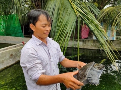 Làm giàu từ nghề nuôi cua đinh