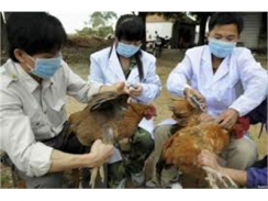 Quảng Nam Tiêm 460 Nghìn Liều Vacxin Cúm A/H5N1 Cho Gia Cầm