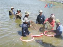 An Giang Ngừng Thả Nuôi Tôm Thẻ Chân Trắng