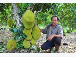 Lão nông trồng mít Thái lá bàng thu tiền tỷ mỗi năm