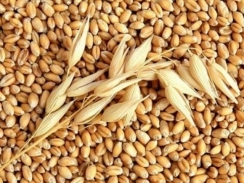 Thị trường nguyên liệu - thức ăn chăn nuôi thế giới ngày 3/4: Giá lúa mì tăng