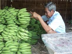 Trồng Chuối “Lấy Ngắn Nuôi Dài”, Nhưng Hiệu Quả Kinh Tế Rất Cao