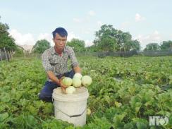 Nông dân Phương Hải trồng dưa hoàng kim cho thu nhập cao