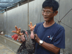 Tỷ phú gà Đông Tảo