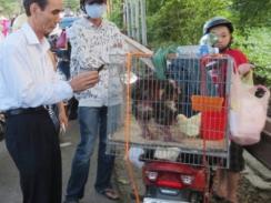 Thừa Thiên Huế xử phạt thương lái bán giống gà Đông Tảo giả