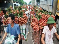 Hỗ trợ tối đa cho vải thiều xuất ngoại