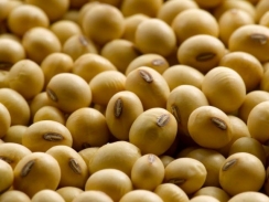 Thị trường nguyên liệu - thức ăn chăn nuôi thế giới ngày 24/05: Giá đậu tương cao nhất